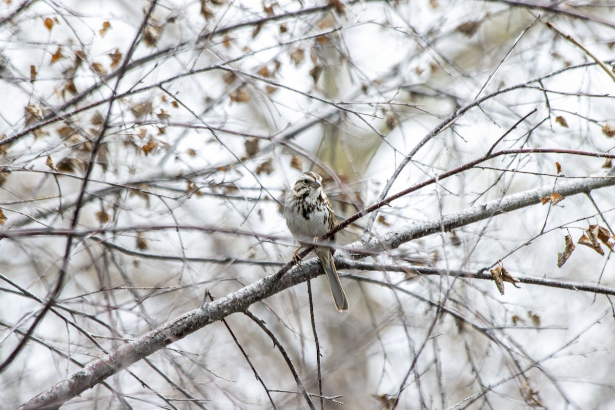 Song Sparrow - Daniel Martin