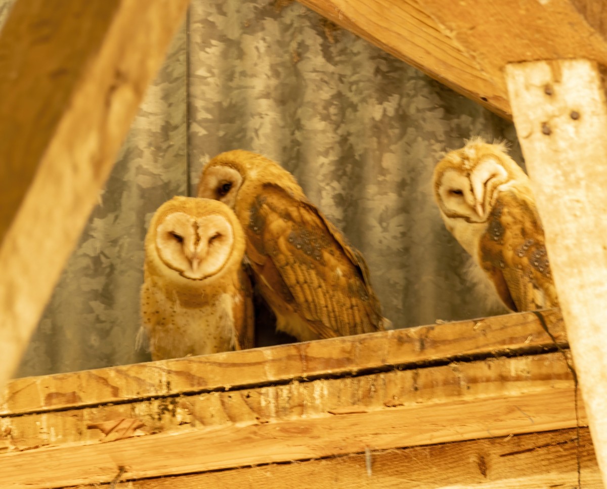 Barn Owl - ML618692149