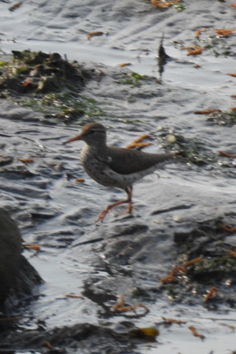 Spotted Sandpiper - Larry Gaugler