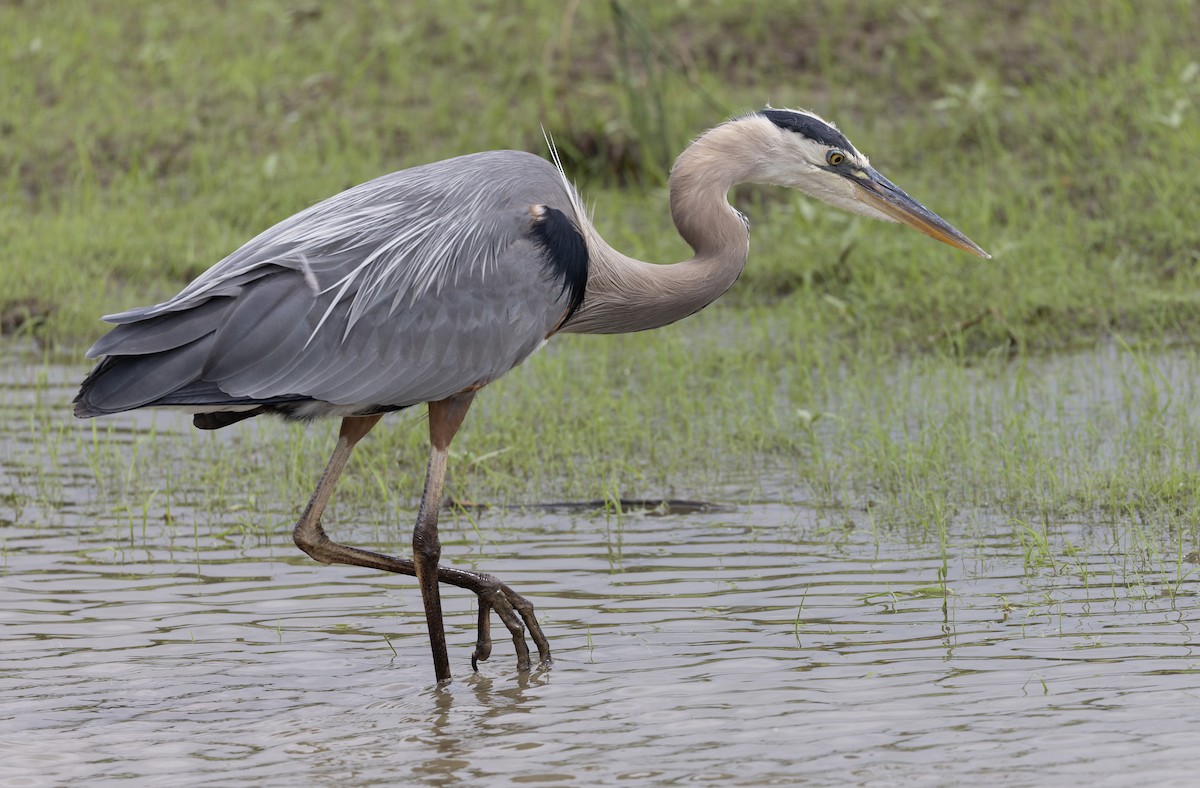 Great Blue Heron (Great Blue) - Michael Todd