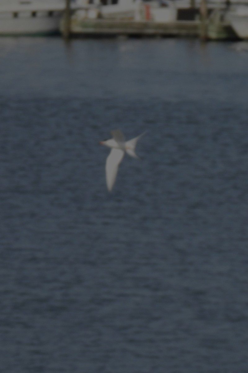 Forster's Tern - ML618692169