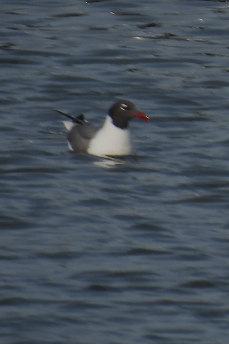 Laughing Gull - Larry Gaugler