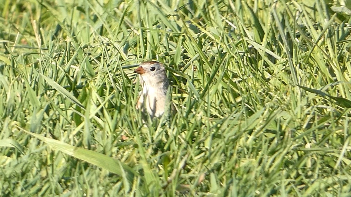 Field Sparrow - Bill Bunke