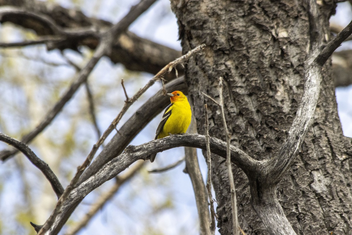 Western Tanager - Daniel Martin