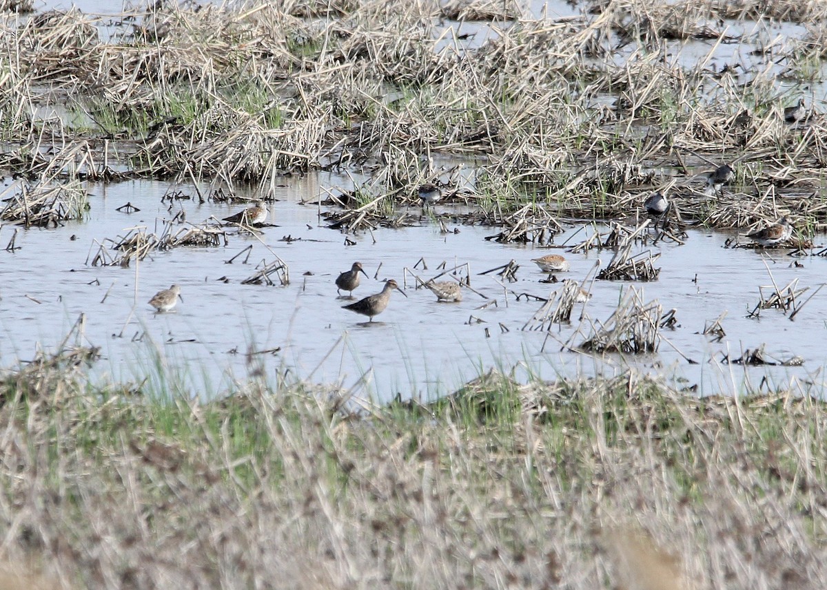 Stilt Sandpiper - Bruce Arnold