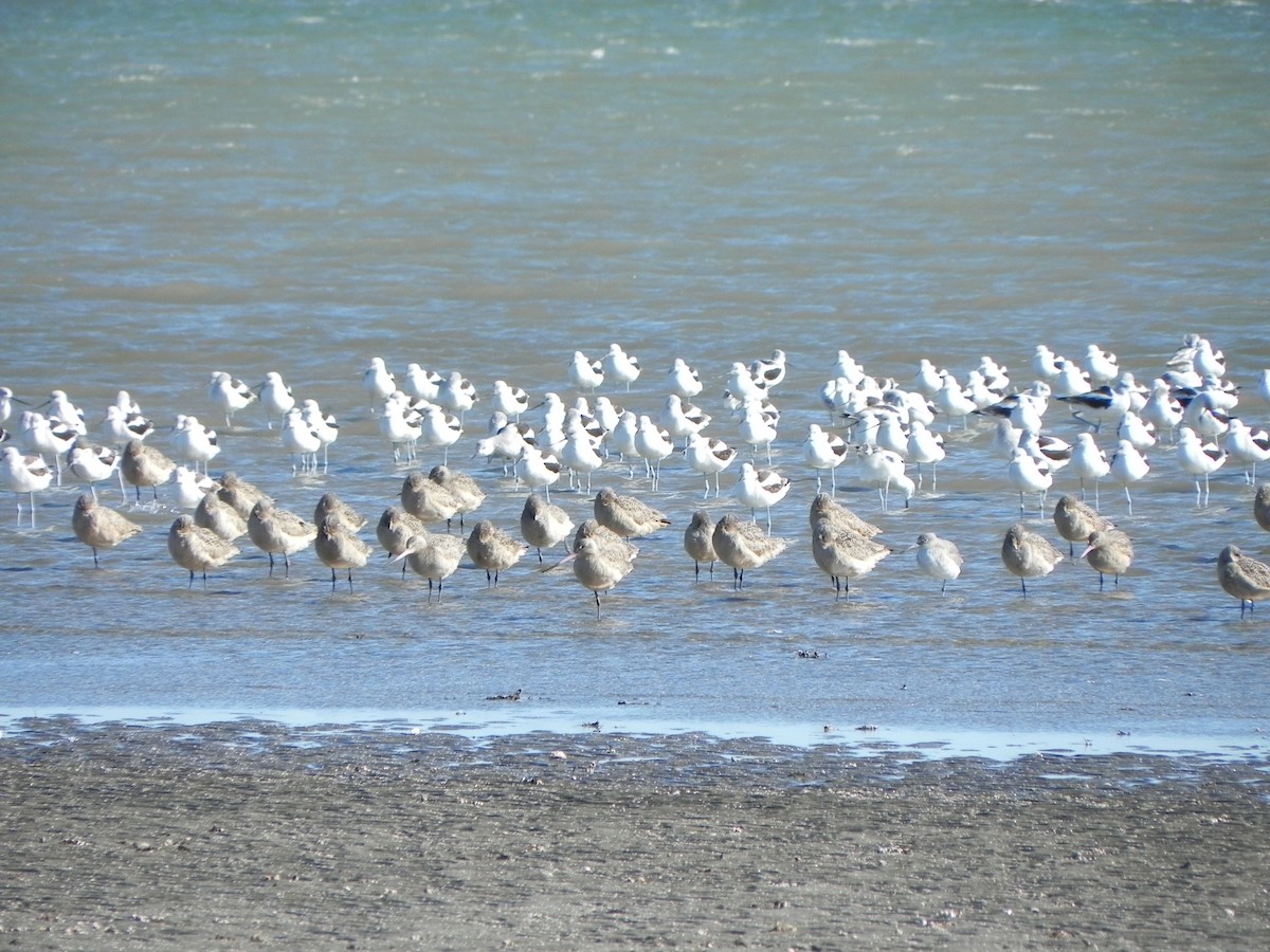 Marbled Godwit - Sam Holcomb