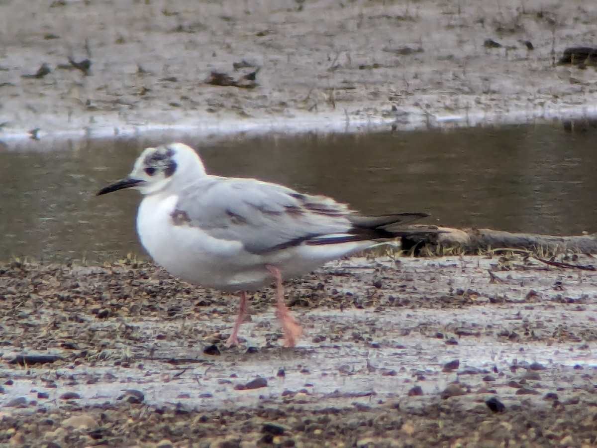 Mouette de Bonaparte - ML618692277