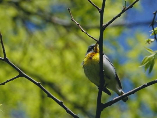 Northern Parula - Éric Cormier