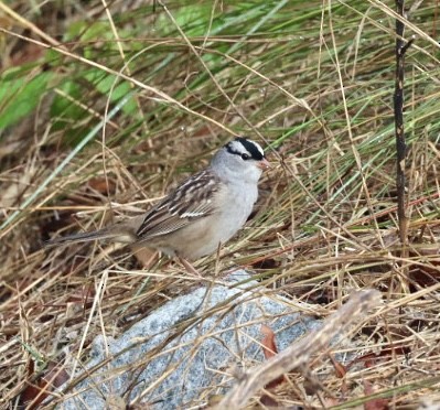White-crowned Sparrow - ML618692288