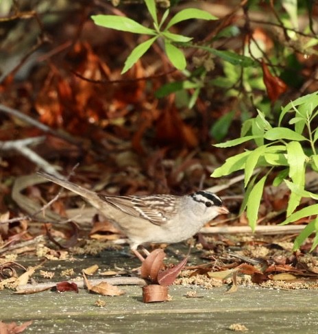 White-crowned Sparrow - ML618692289