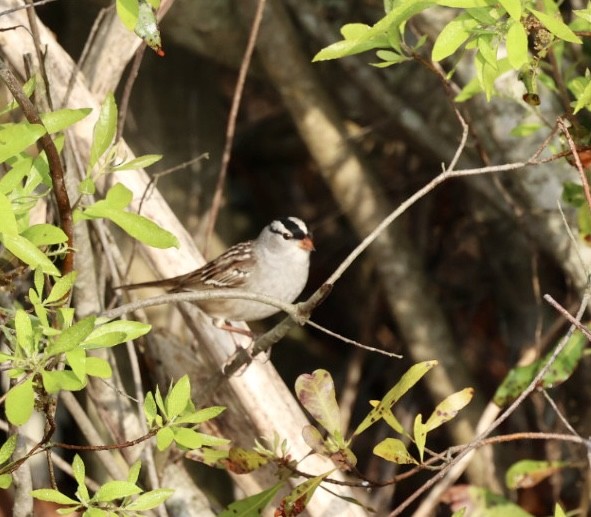 White-crowned Sparrow - ML618692290
