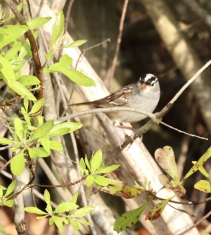 White-crowned Sparrow - ML618692291