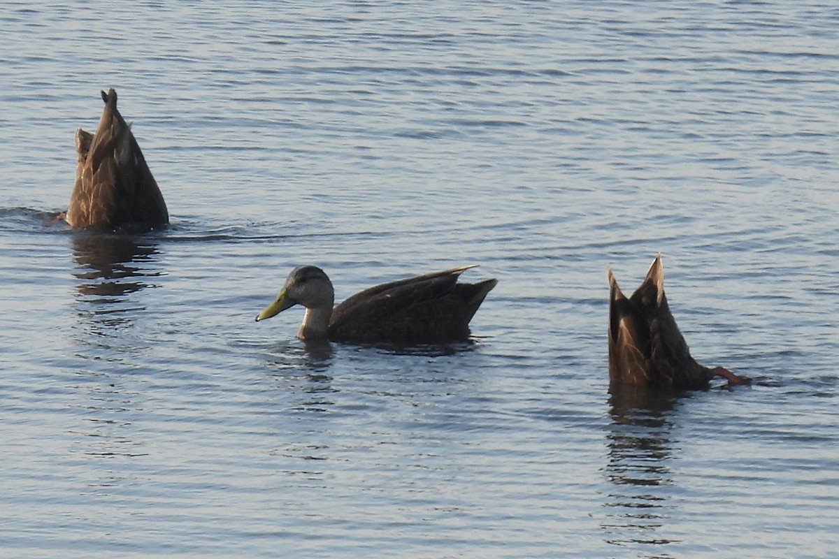 American Black Duck - ML618692299