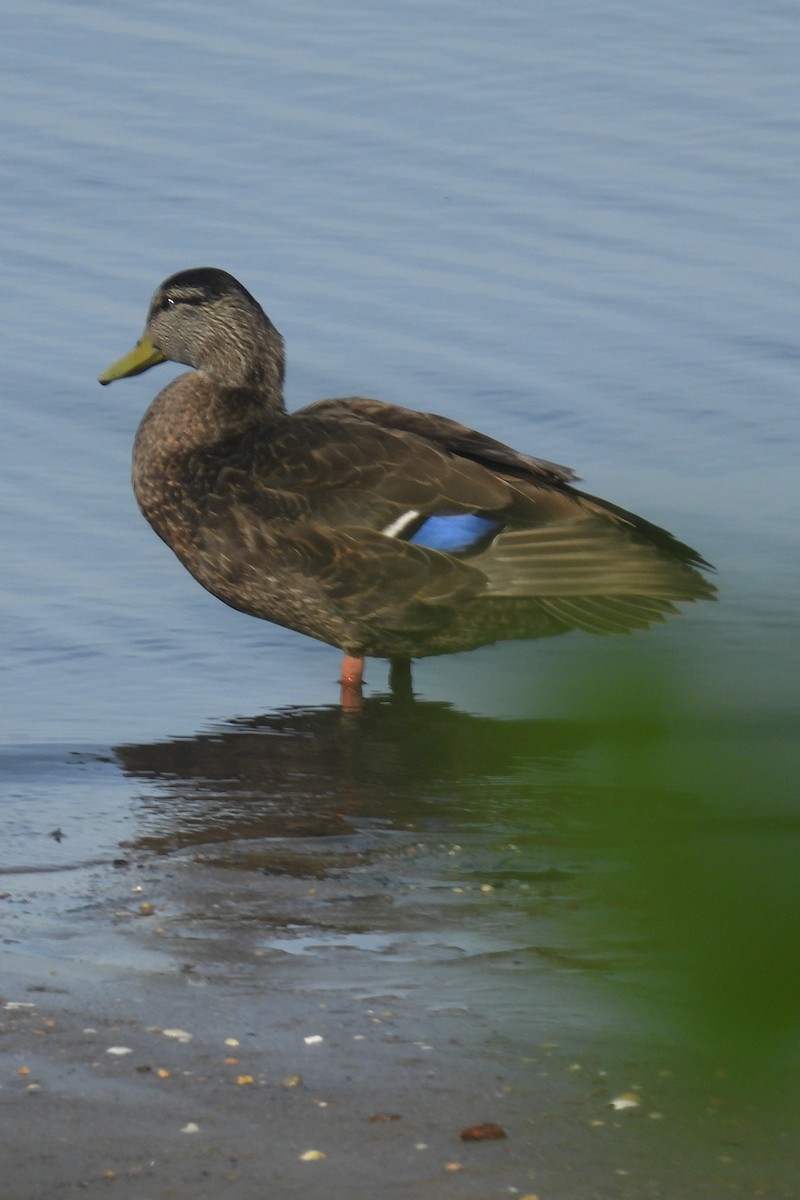 American Black Duck - Larry Gaugler