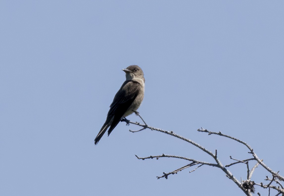 Olive-sided Flycatcher - ML618692311