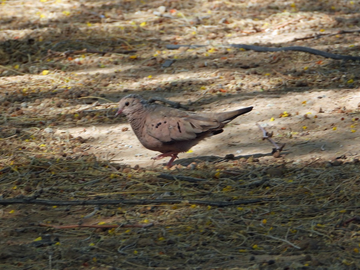 Common Ground Dove - ML618692337