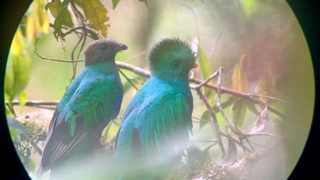 Resplendent Quetzal - ML618692358