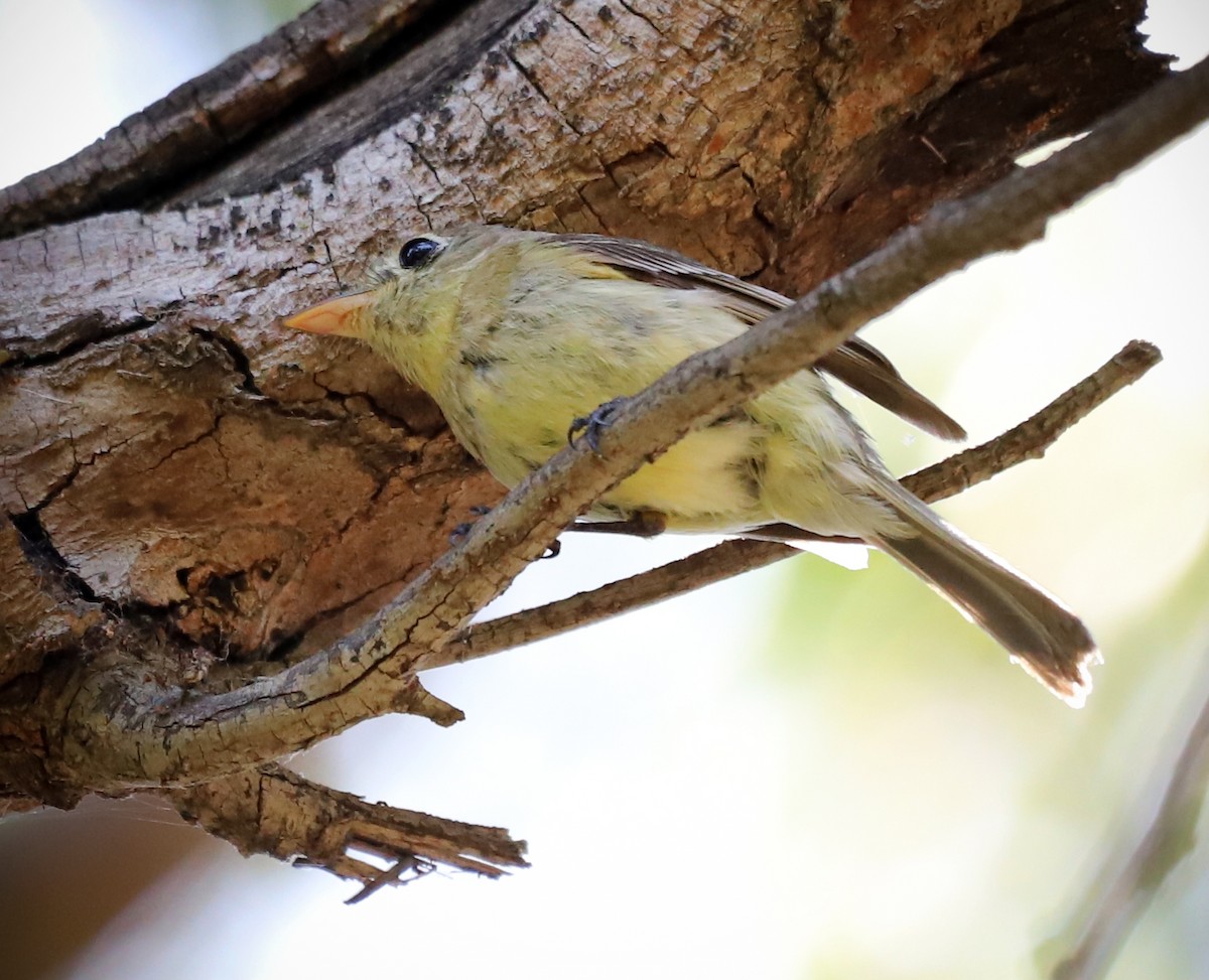 Western Flycatcher - ML618692395