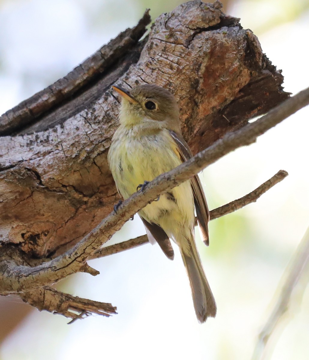 Western Flycatcher - ML618692396