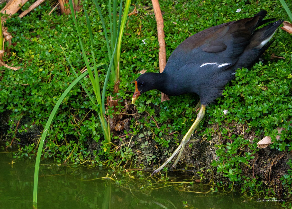 Common Gallinule - ML618692462