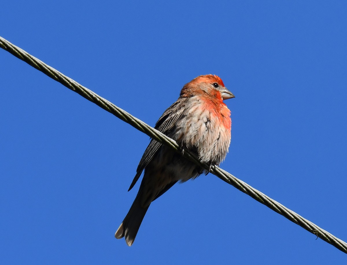 House Finch - ML618692467