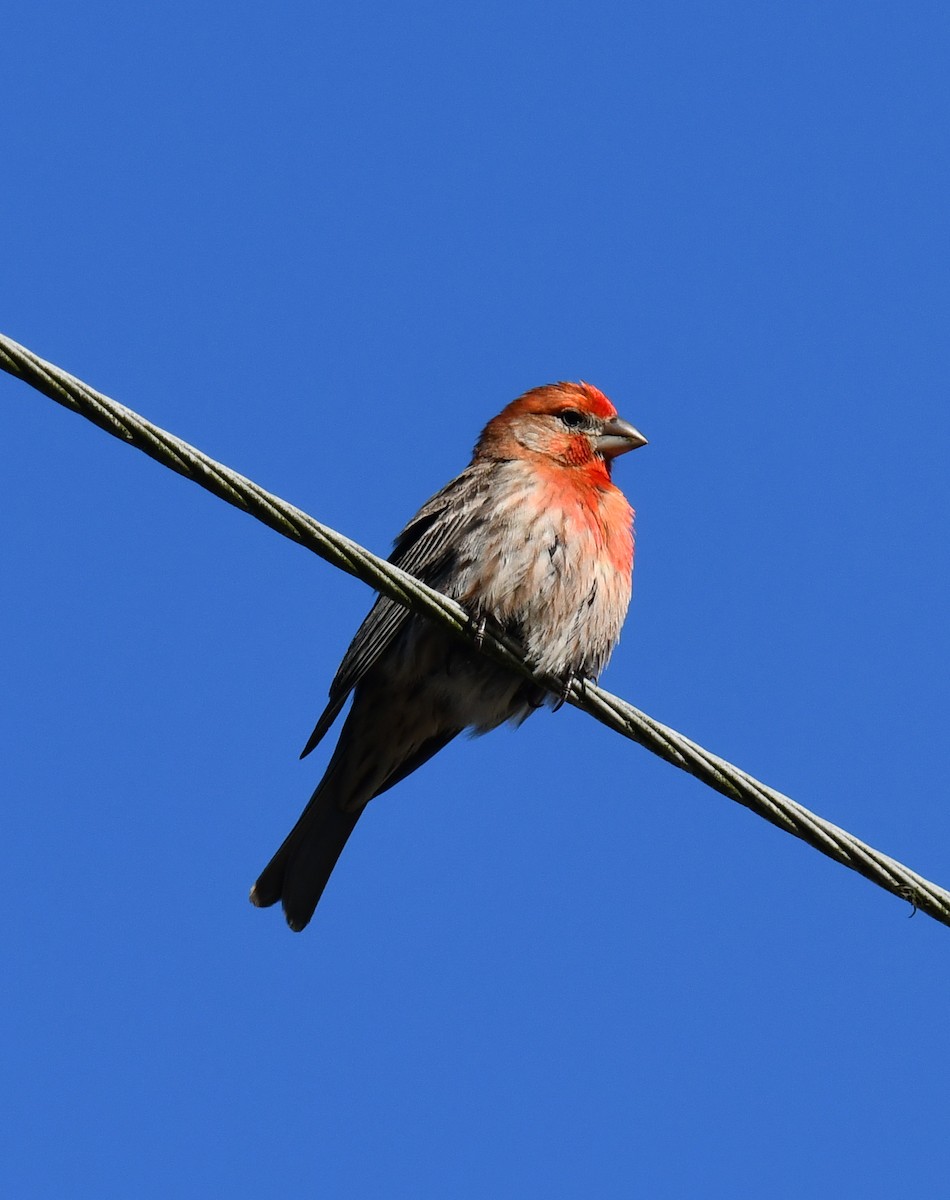 House Finch - Elaine Thomas