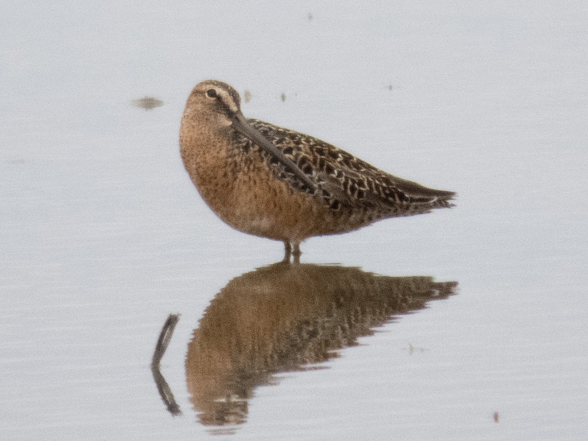 Long-billed Dowitcher - ML618692491