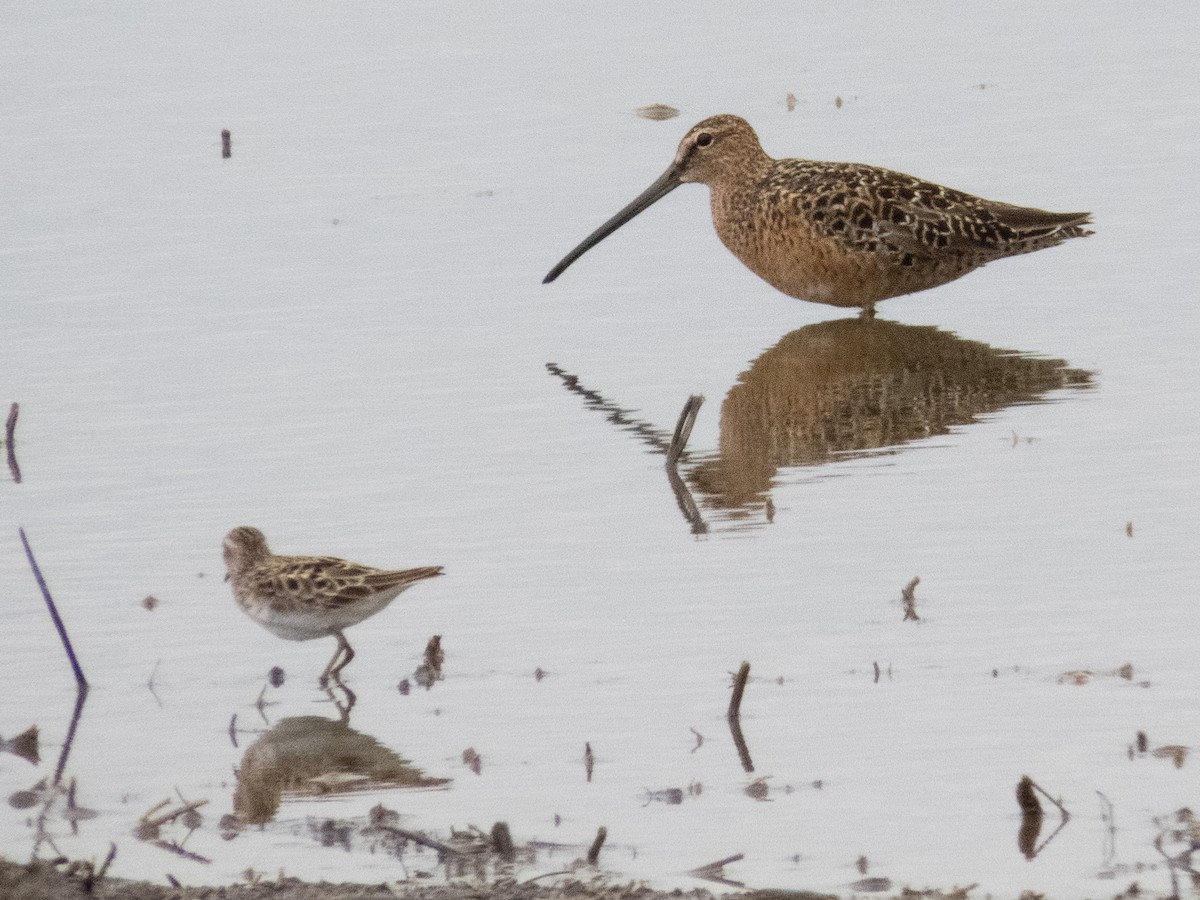 Long-billed Dowitcher - ML618692492