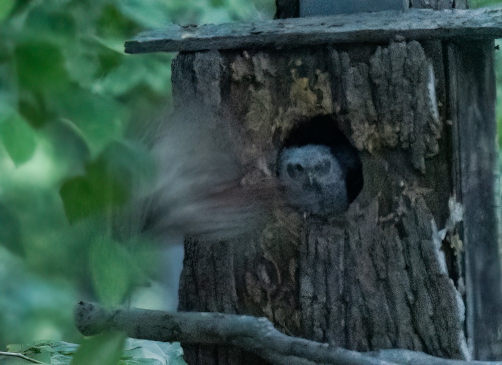 Eastern Screech-Owl - Thomas Haycraft