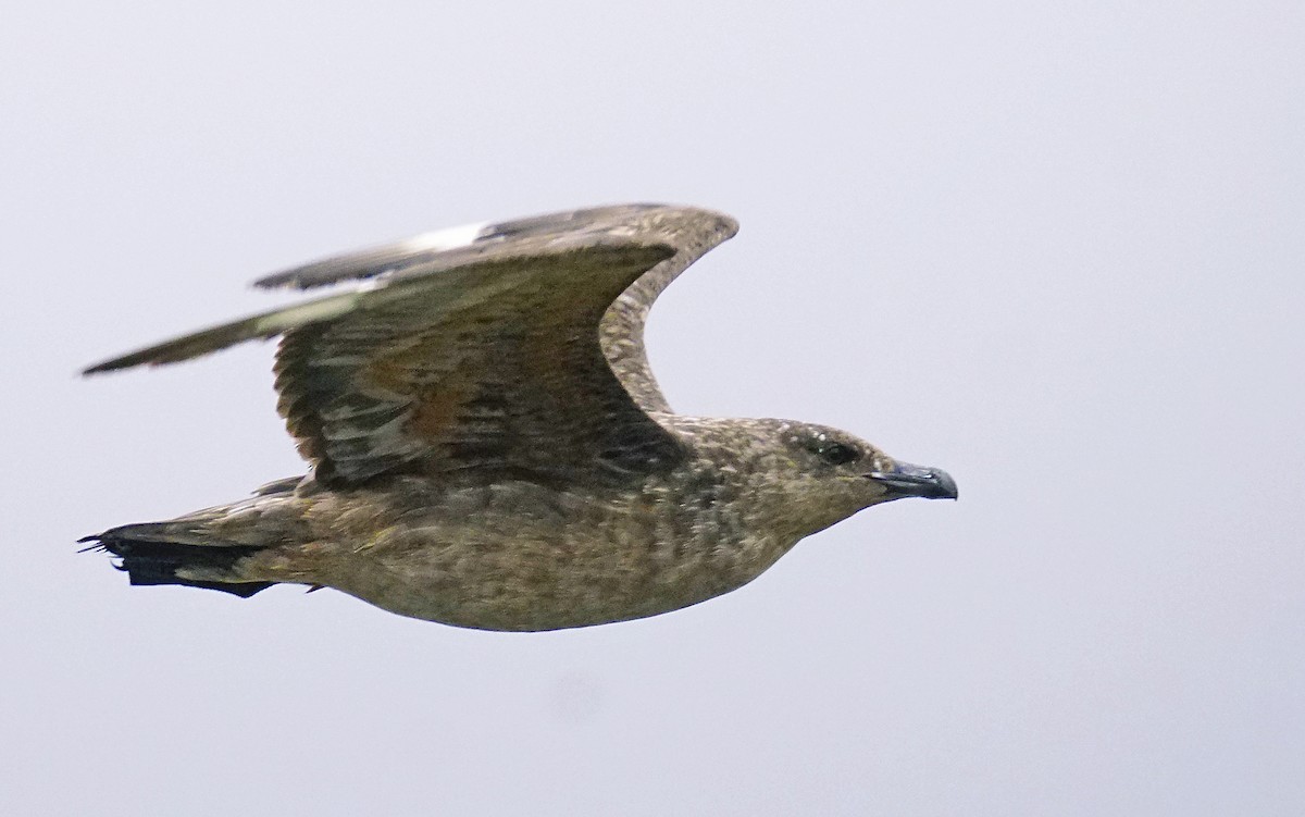 Chilean Skua - Adrian Antunez