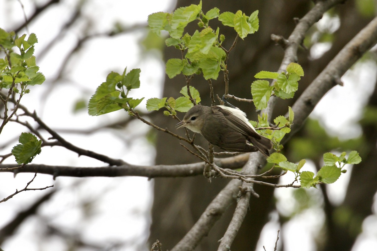 Vireo Gorjeador - ML618692578