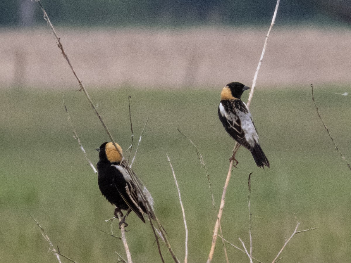 Bobolink - ML618692586