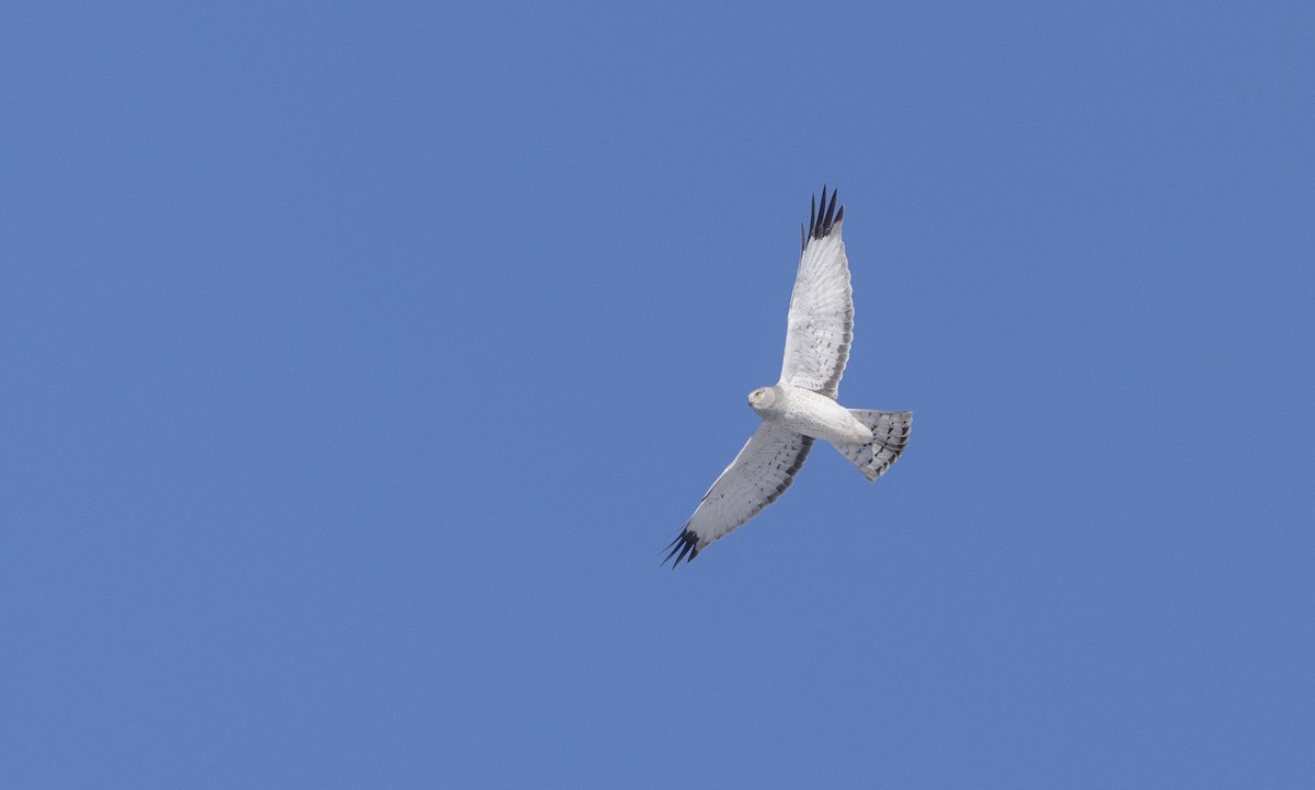 Northern Harrier - ML618692631