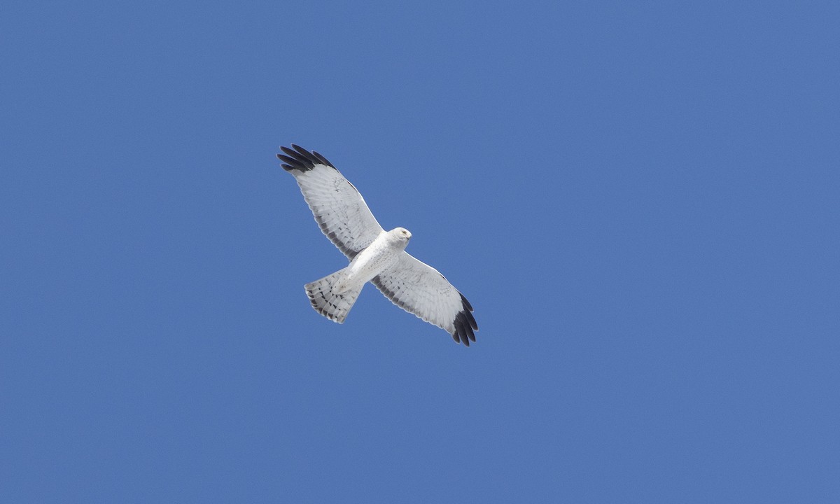 Northern Harrier - ML618692632