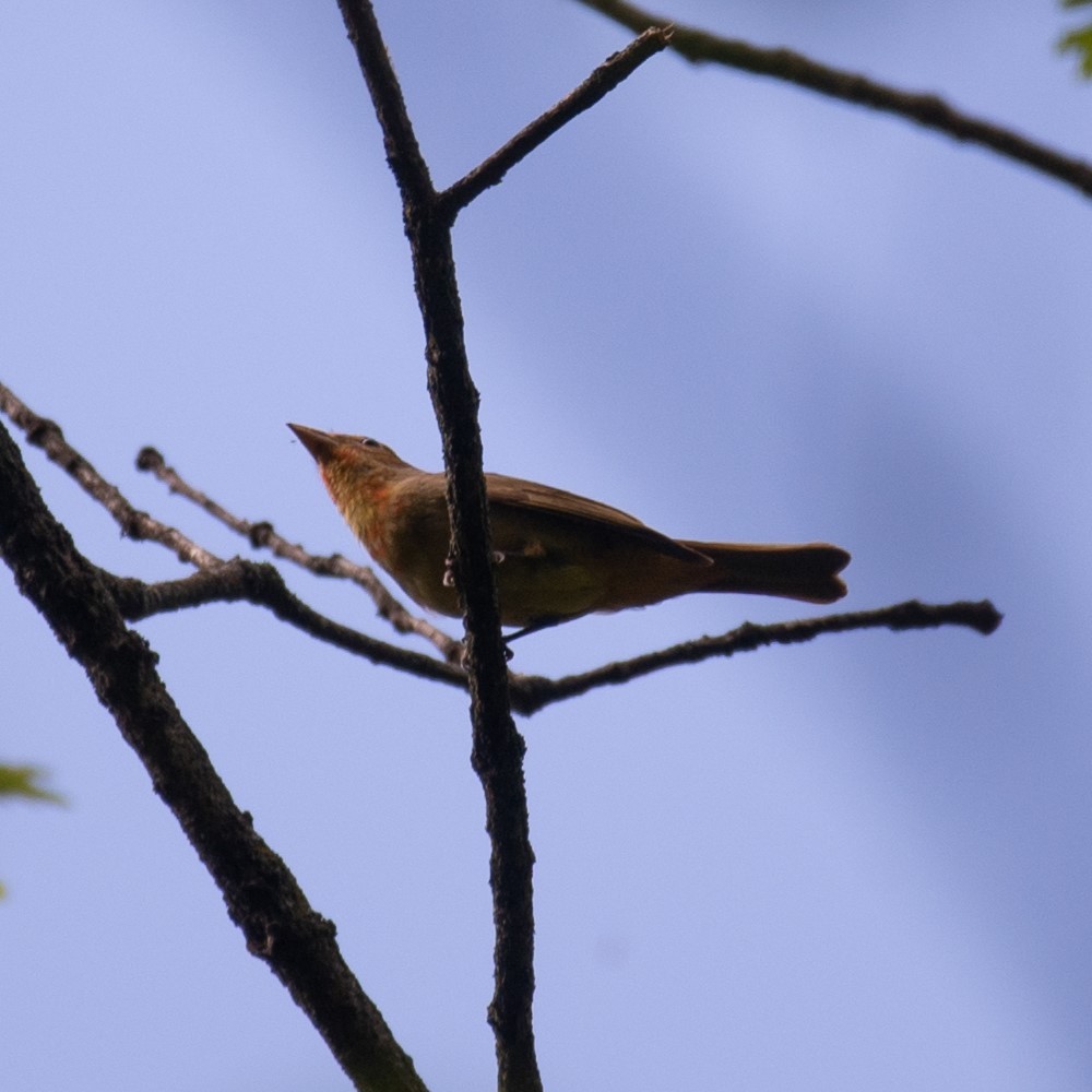 Summer Tanager - ML618692633