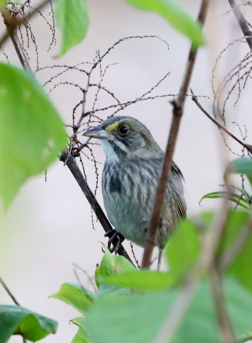 Seaside Sparrow - ML618692646