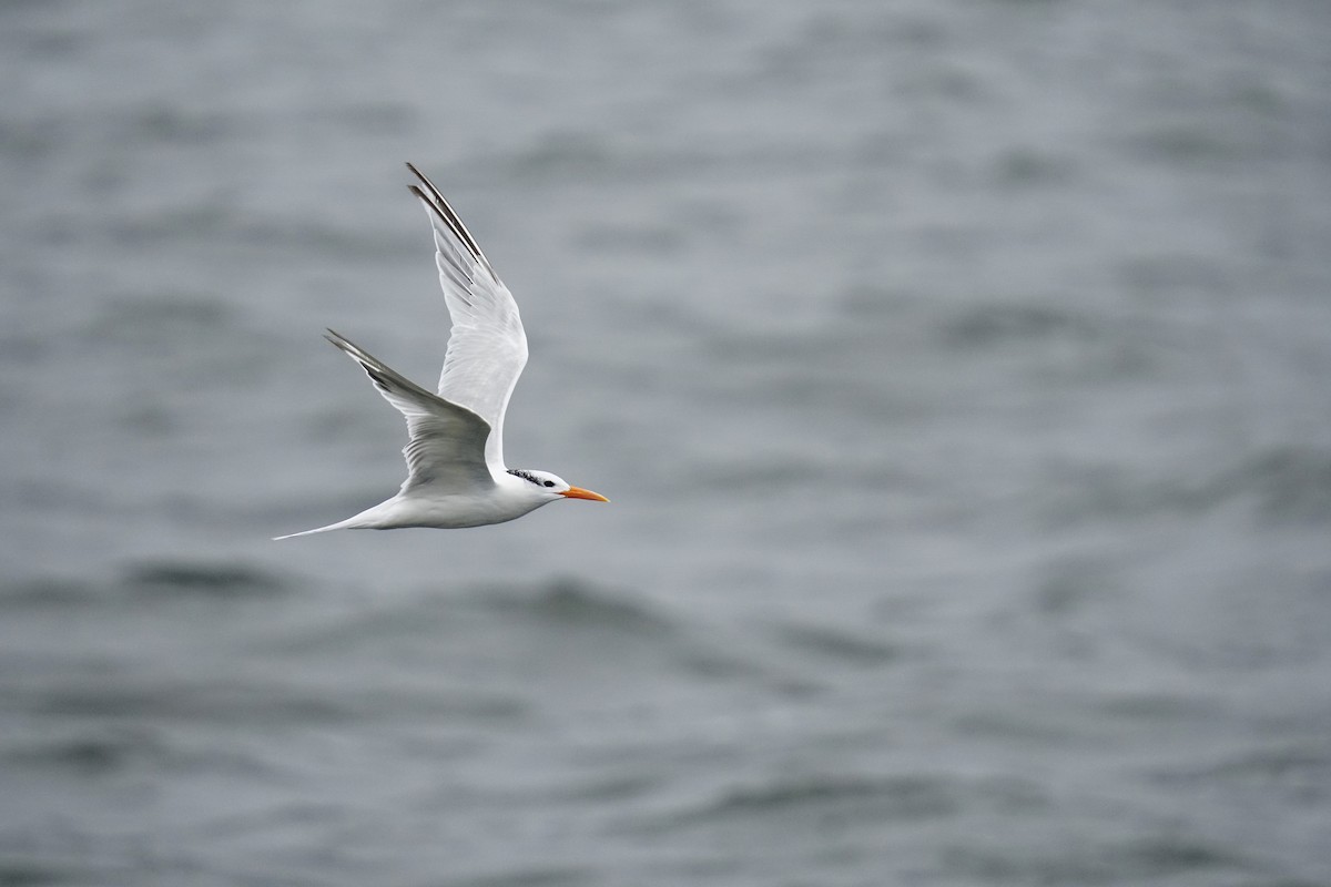 Royal Tern - Adrian Antunez