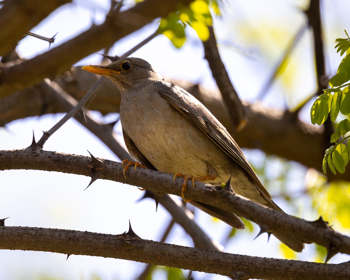 Tickell's Thrush - ML618692704