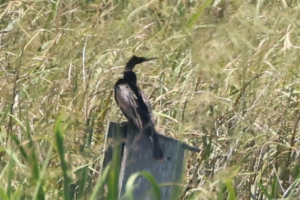 Anhinga Americana - ML618692707