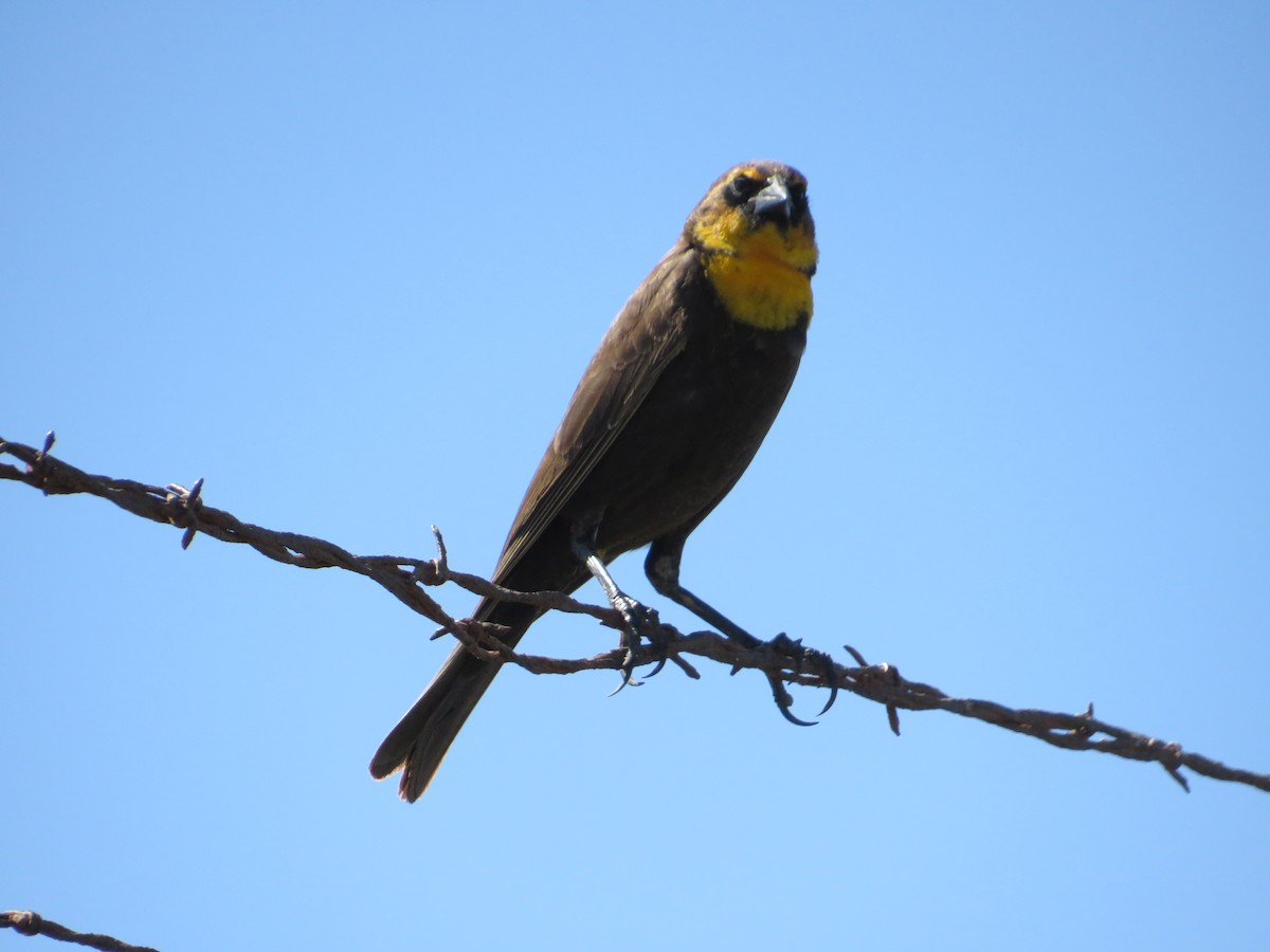 Yellow-headed Blackbird - Nathan Bradford