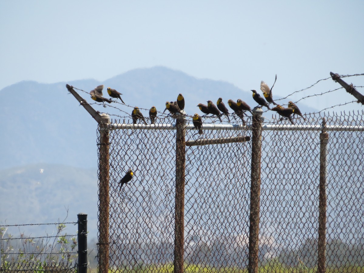 Yellow-headed Blackbird - ML618692732