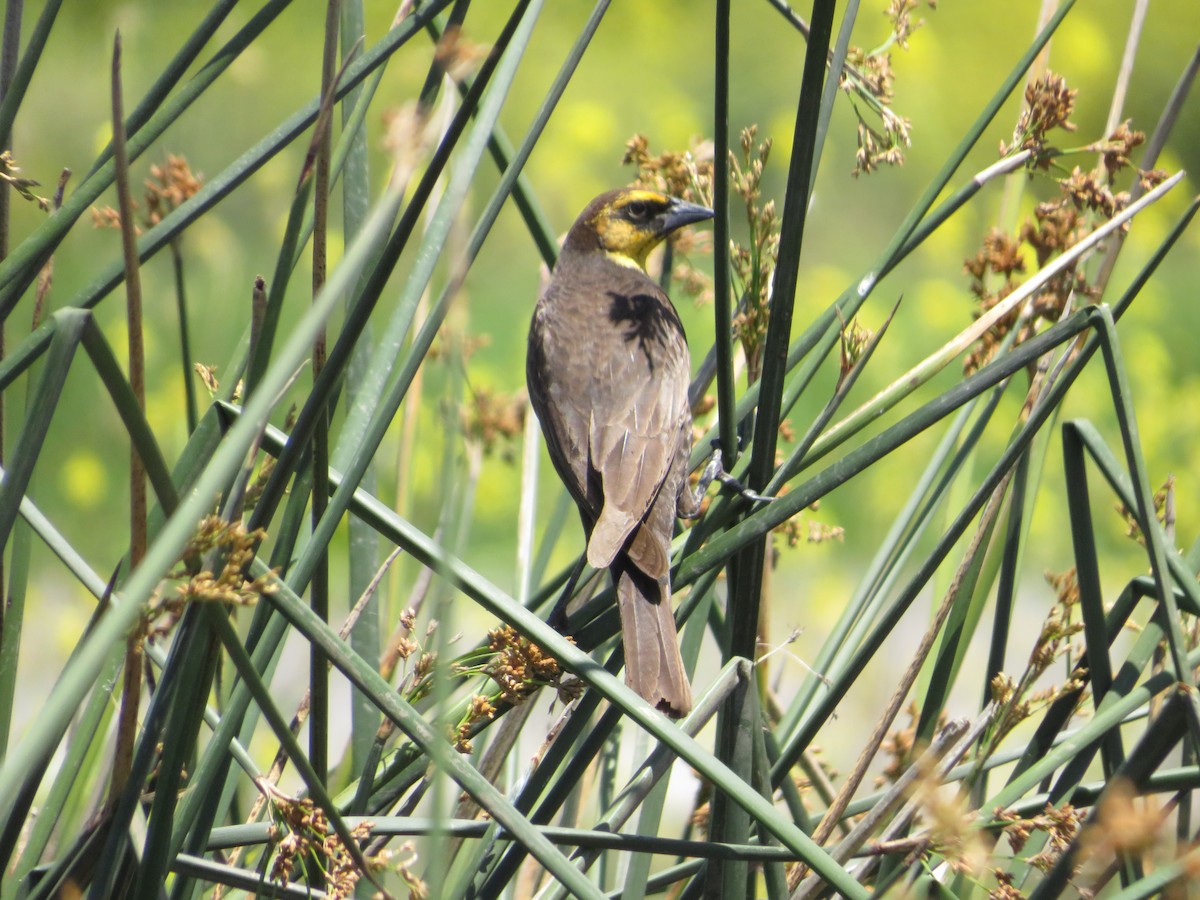 Yellow-headed Blackbird - ML618692733