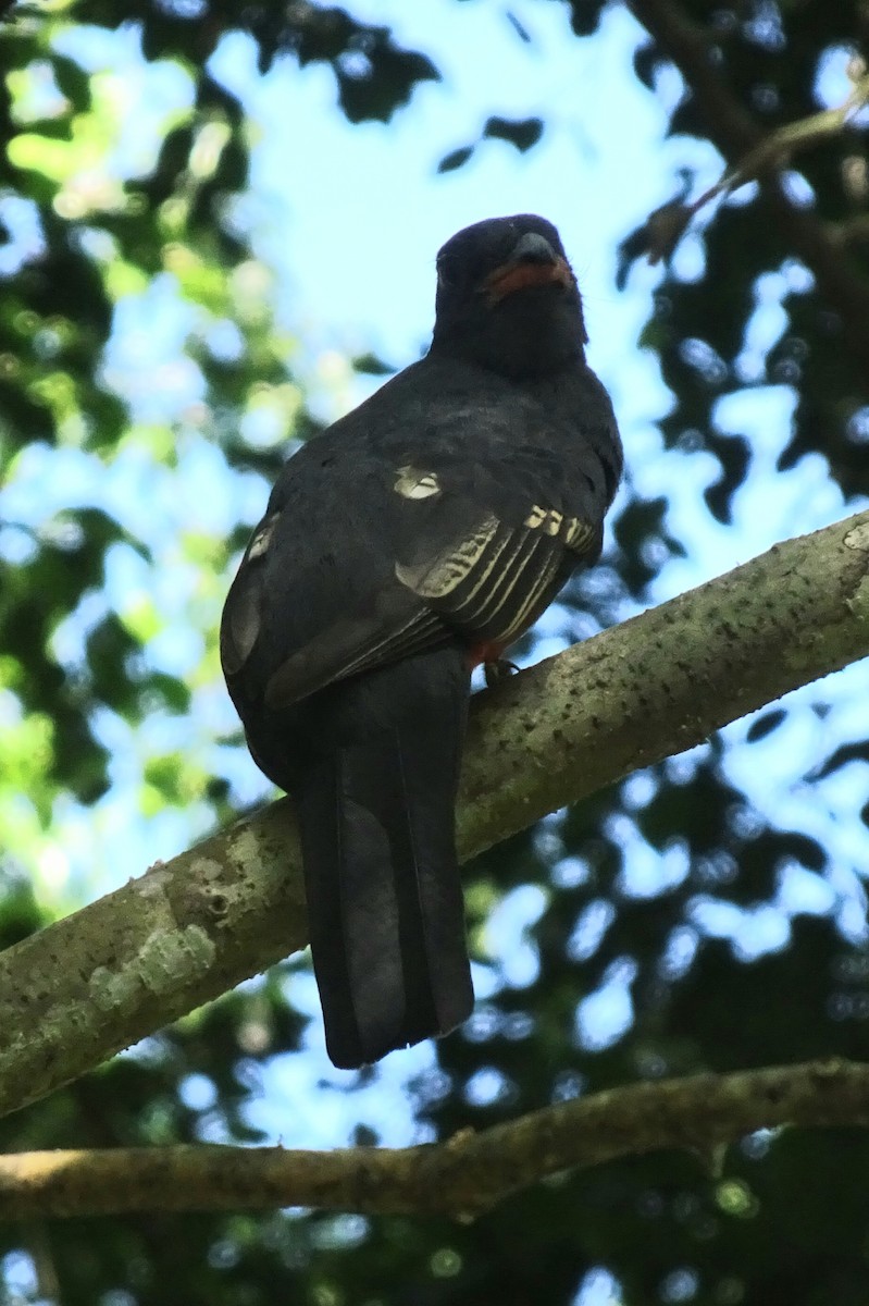 Slaty-tailed Trogon - Faelle Harvey