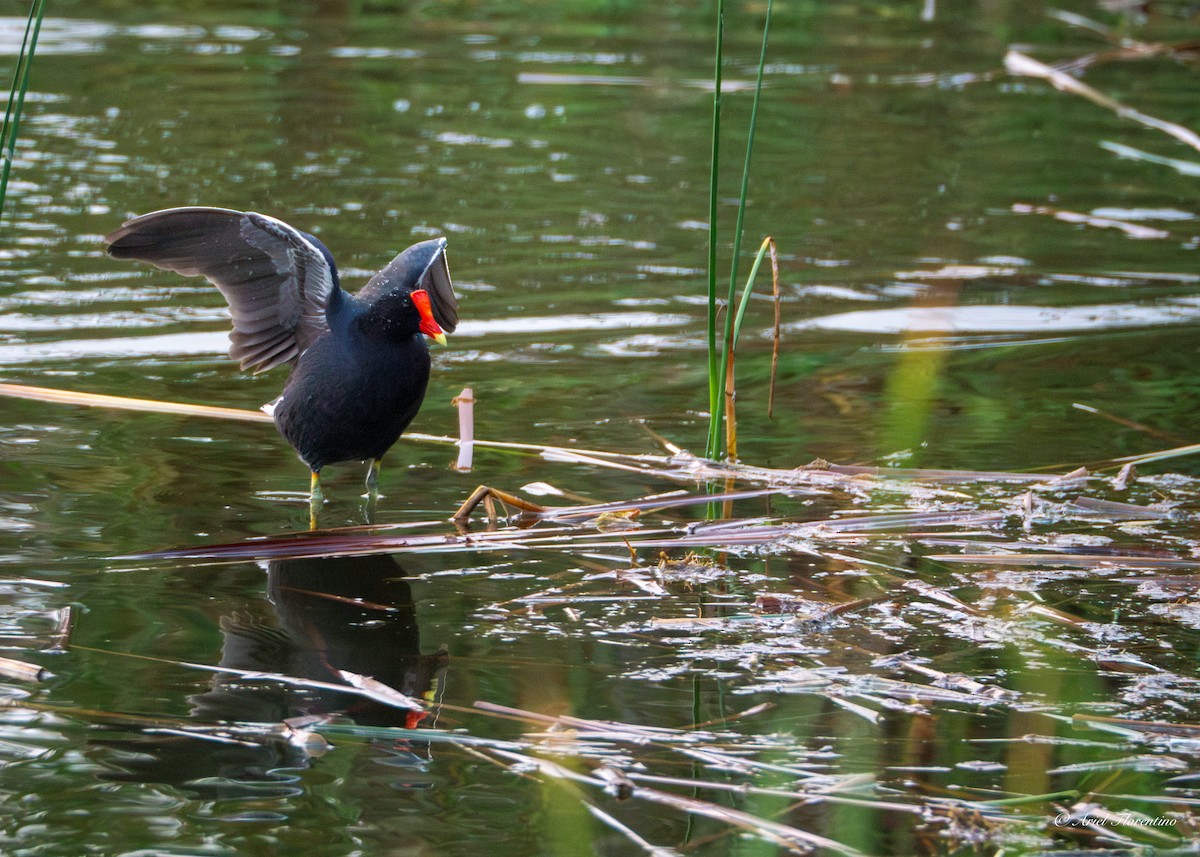 Common Gallinule - ML618692738