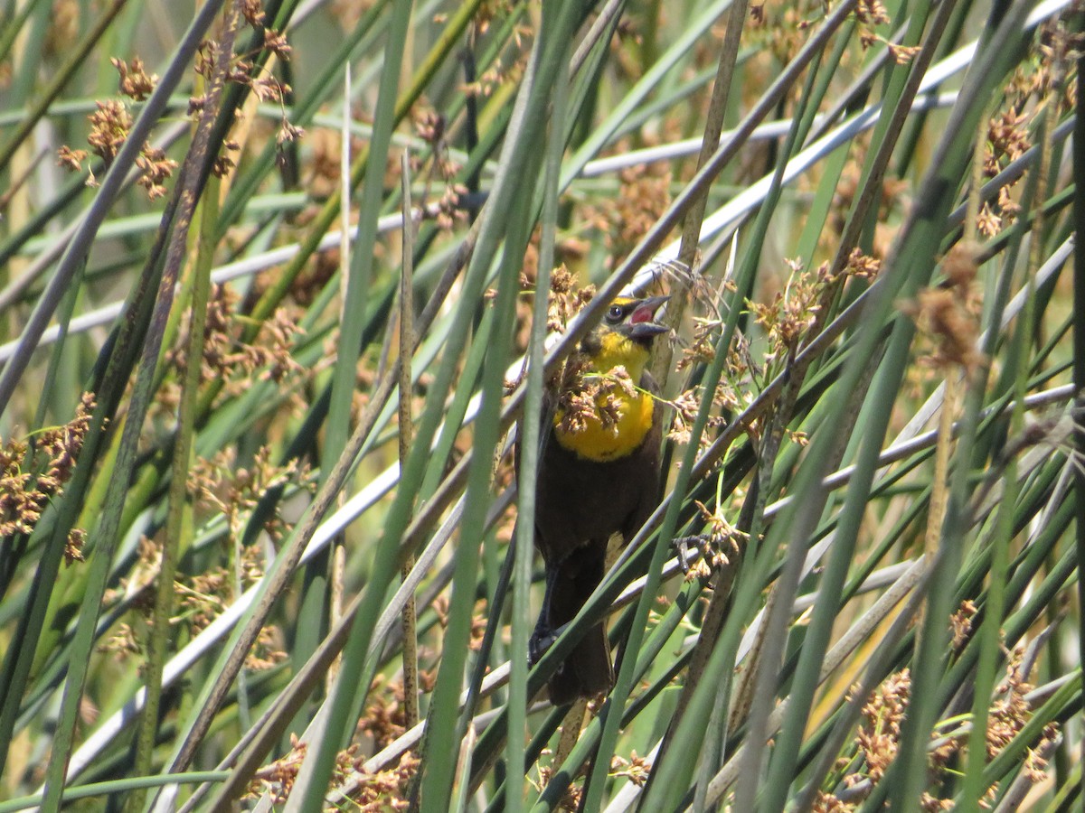 Yellow-headed Blackbird - Nathan Bradford