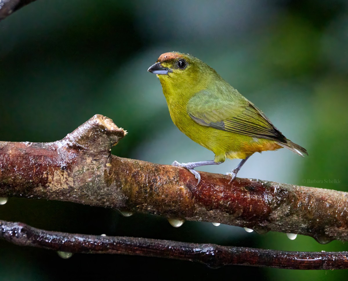 Olive-backed Euphonia - ML618692767