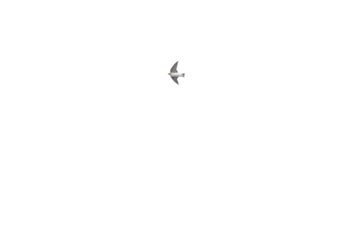 Tawny-headed Swallow - Naré Berduc