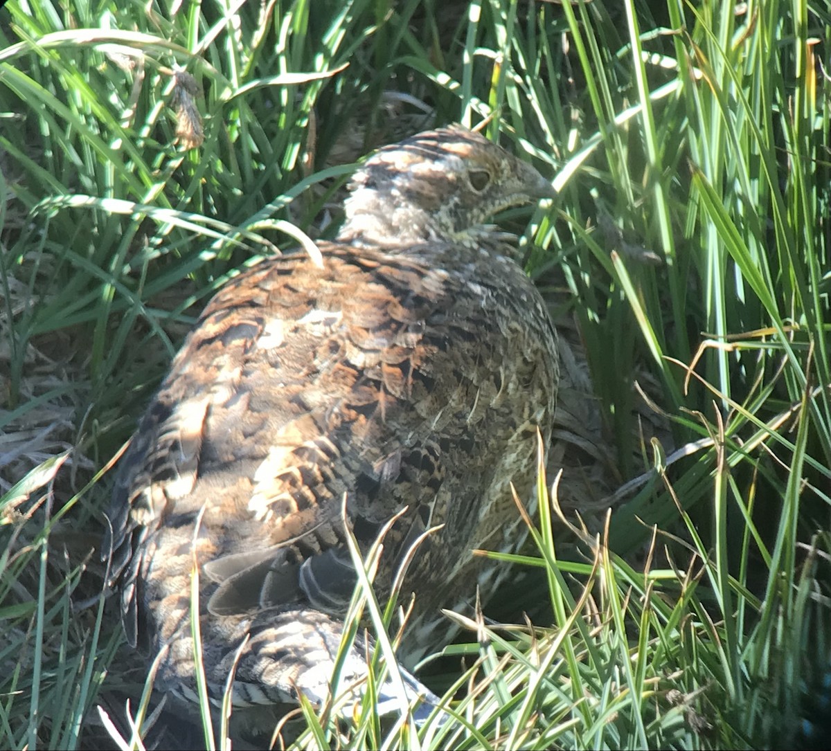 Sooty Grouse - Daryl Bernard