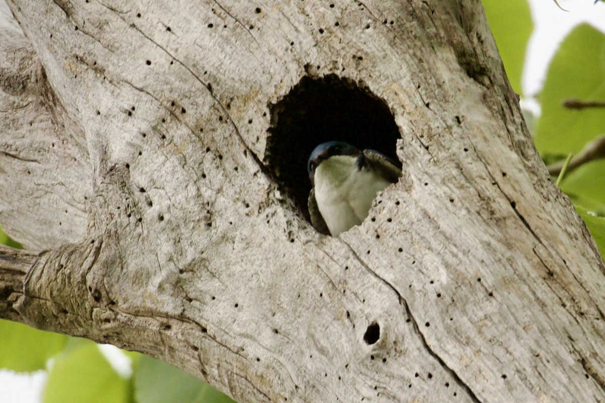 Golondrina Bicolor - ML618692850