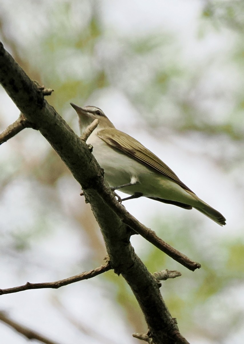 Red-eyed Vireo - ML618692861